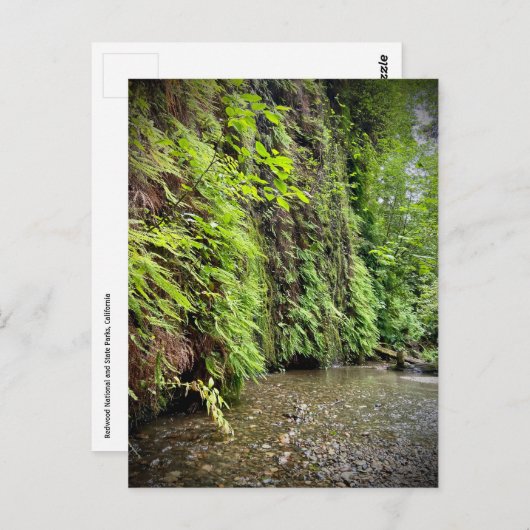 レッドウッド国立公園と州パーク,カリフォルニア ポストカード (正面/裏面)