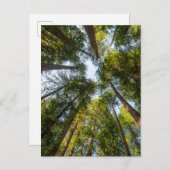 レッドウッド国立公園と州パーク,カリフォルニア ポストカード (正面/裏面)