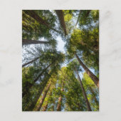レッドウッド国立公園と州パーク,カリフォルニア ポストカード (正面)