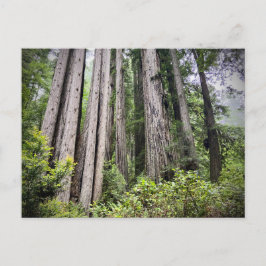 レッドウッド国立公園と州パーク，カリフォルニア ポストカード