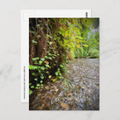 レッドウッド国立公園と州パーク，カリフォルニア ポストカード (正面/裏面)