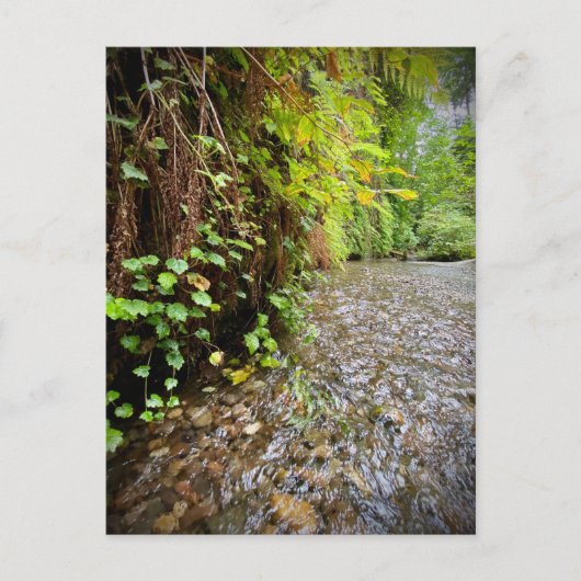 レッドウッド国立公園と州パーク，カリフォルニア ポストカード (正面)