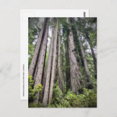 レッドウッド国立公園と州パーク,カリフォルニア ポストカード (正面/裏面)