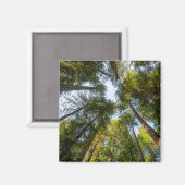 レッドウッド国立公園と州パーク，カリフォルニア マグネット (正面/裏面)