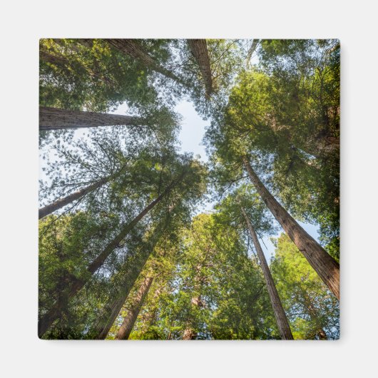 レッドウッド国立公園と州パーク，カリフォルニア マグネット (正面)