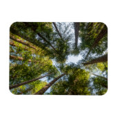 レッドウッド国立公園と州パーク，カリフォルニア マグネット (横)