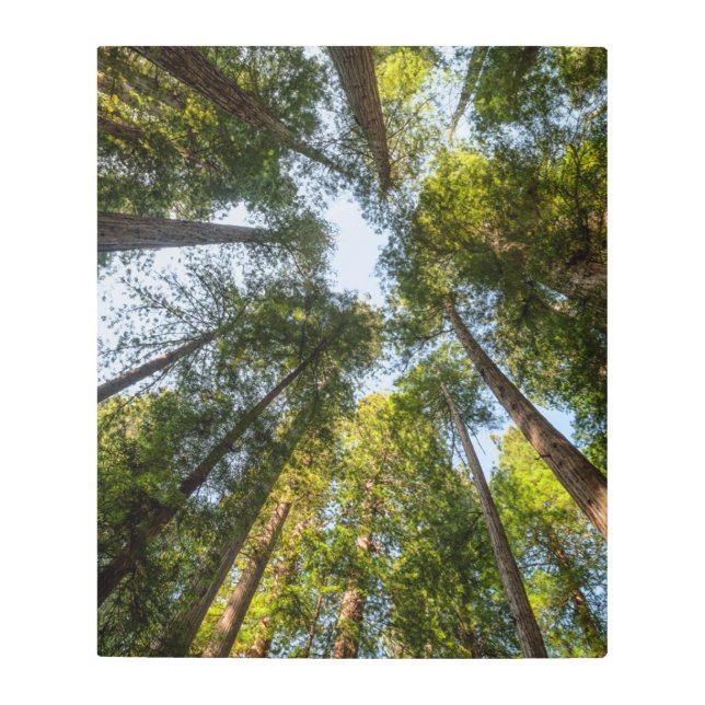 レッドウッド国立公園と州パーク，カリフォルニア メタルプリント (正面)