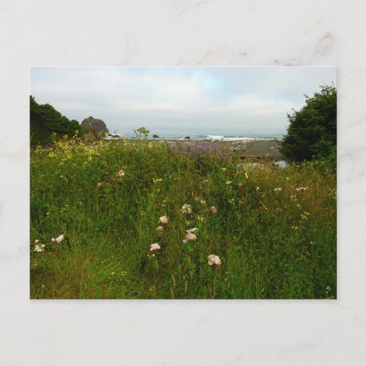 レッドウッド国立公園のユーロックループトレイル ポストカード (正面)