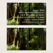 レッドウッド国立公園のレッドウッズとシダ (正面&裏面)