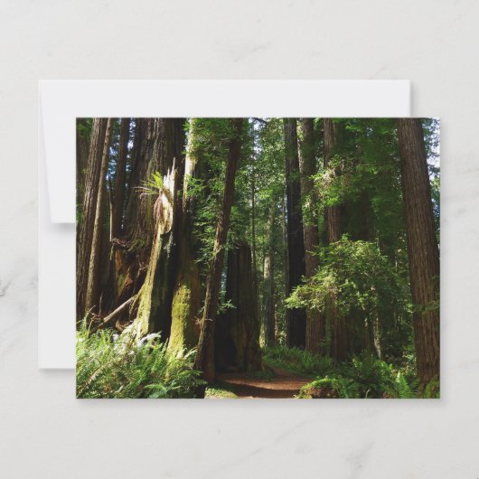 レッドウッド国立公園のレッドウッズとシダ (正面)