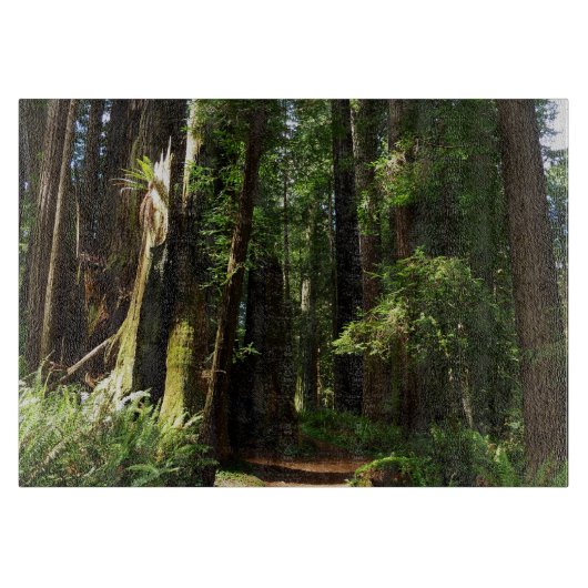 レッドウッド国立公園のレッドウッズとシダ カッティングボード (正面)