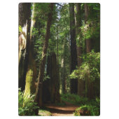 レッドウッド国立公園のレッドウッズとシダ クリップボード (裏面)