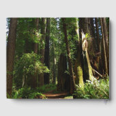 レッドウッド国立公園のレッドウッズとシダ ゲストブック (裏面)