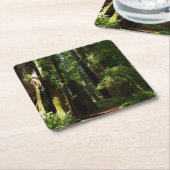 レッドウッド国立公園のレッドウッズとシダ スクエアペーパーコースター (アングル)