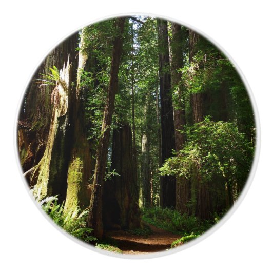 レッドウッド国立公園のレッドウッズとシダ セラミックノブ (正面)