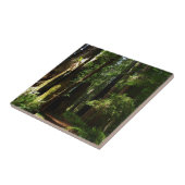 レッドウッド国立公園のレッドウッズとシダ タイル (側面)