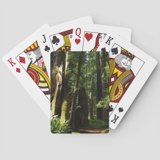 レッドウッド国立公園のレッドウッズとシダ トランプ (裏面)