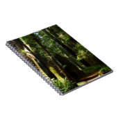 レッドウッド国立公園のレッドウッズとシダ ノートブック (右側)