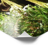 レッドウッド国立公園のレッドウッズとシダ フォトプリント            (角)