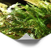 レッドウッド国立公園のレッドウッズとシダ ポスター (角)