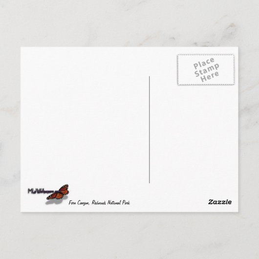 レッドウッド国立公園のレッドウッズとシダ ポストカード (裏面)