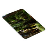 レッドウッド国立公園のレッドウッズとシダ マグネット (右側)