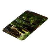 レッドウッド国立公園のレッドウッズとシダ マグネット (左側)