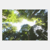 レッドウッド国立公園のレッドウッズとシダ ラッピングペーパーシート (正面3)