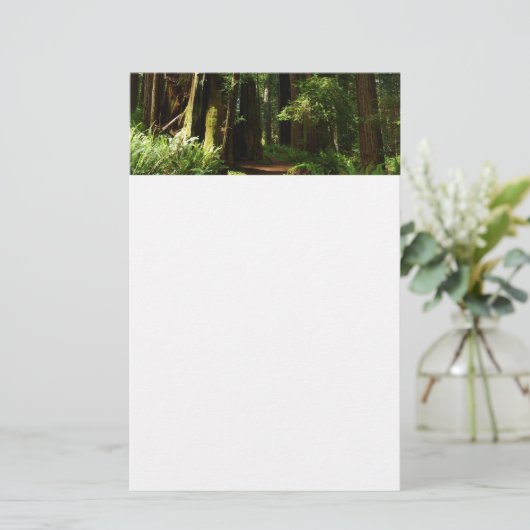 レッドウッド国立公園のレッドウッズとシダ 便箋 (スタンド正面)