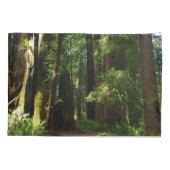 レッドウッド国立公園のレッドウッズとシダ 枕カバー (裏面)