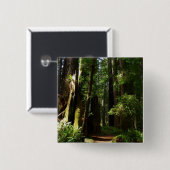 レッドウッド国立公園のレッドウッズとシダ 缶バッジ (正面&裏面)