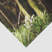 レッドウッド国立公園のレッドウッズとシダ 薄葉紙 (詳細)