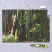 レッドウッド国立公園のレッドウッズとシダ 薄葉紙 (クラフト)