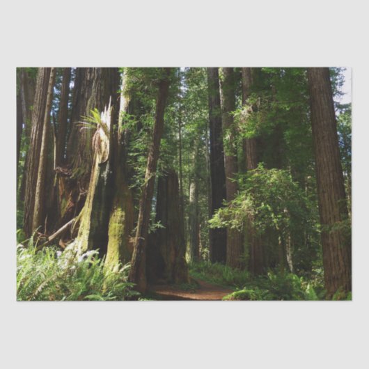 レッドウッド国立公園のレッドウッズとシダ 薄葉紙 (正面)