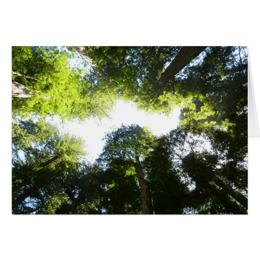 レッドウッド国立公園のレッドウッドの木々の輪 (正面横)