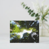 レッドウッド国立公園のレッドウッドの木の輪 ポストカード (スタンド正面)