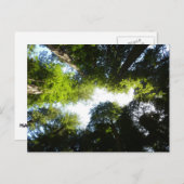 レッドウッド国立公園のレッドウッドの木の輪 ポストカード (正面/裏面)