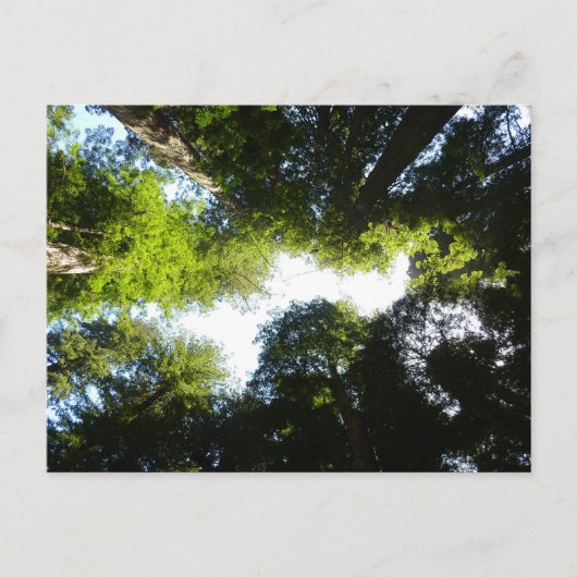 レッドウッド国立公園のレッドウッドの木の輪 ポストカード (正面)