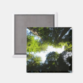 レッドウッド国立公園のレッドウッドの木の輪 マグネット (正面/裏面)