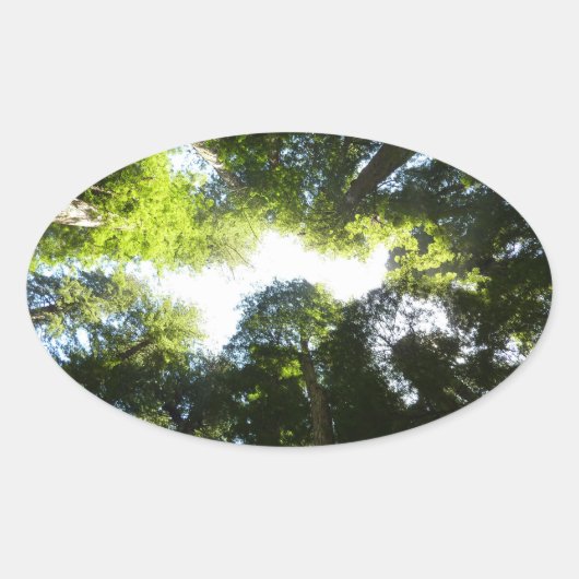 レッドウッド国立公園のレッドウッドの木の輪 楕円形シール (正面)