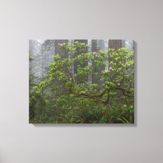 レッドウッド国立公園カリフォルニアのシャクナゲ キャンバスプリント (正面)