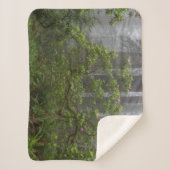 レッドウッド国立公園カリフォルニアのシャクナゲ シェルパブランケット (正面)