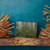 レッドウッド国立公園カリフォルニアのシャクナゲ フォトプラーク (側面)