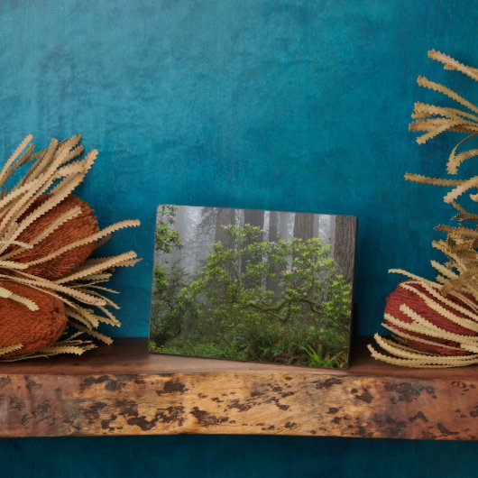 レッドウッド国立公園カリフォルニアのシャクナゲ フォトプラーク (側面)