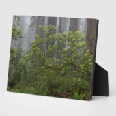 レッドウッド国立公園カリフォルニアのシャクナゲ フォトプラーク (側面)