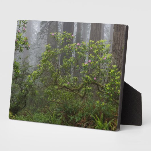 レッドウッド国立公園カリフォルニアのシャクナゲ フォトプラーク (側面)