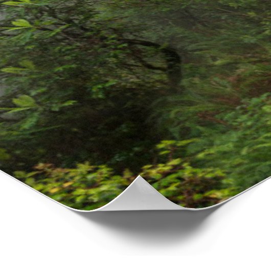 レッドウッド国立公園カリフォルニアのシャクナゲ ポスター (角)