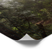 レッドウッド国立公園カリフォルニア ポスター (角)