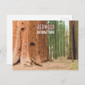レッドウッド国立公園カリフォルニア ポストカード (正面/裏面)