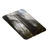 レッドウッド国立公園カリフォルニア マグネット (右側)